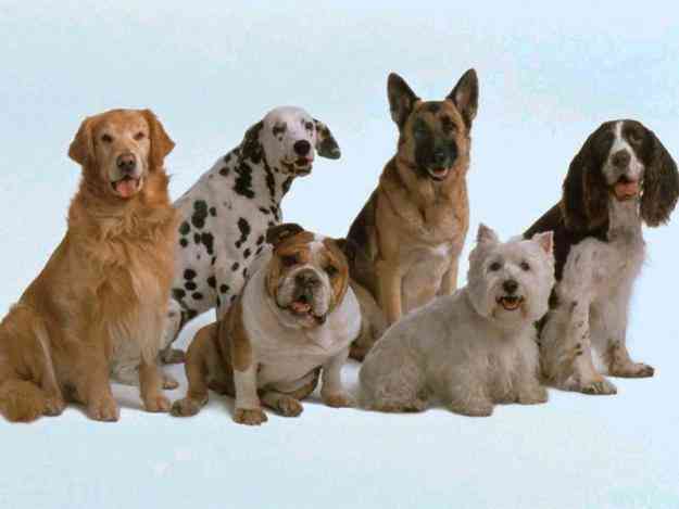 CACHORROS COMPRO cachorros compro:
